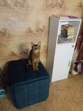 Фото из отзыва покупателя